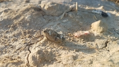 Athene cunicularia