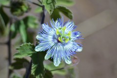 Passiflora arida