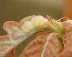 Macrodiplosis niveipila