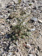 Eriogonum rotundifolium