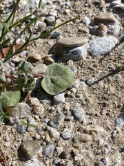 Eriogonum rotundifolium