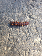 Battus philenor hirsuta