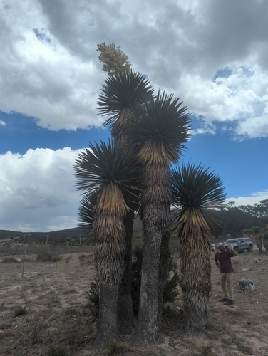Image of Yucca carnerosana by (c) Alan Rockefeller, some rights reserved (CC BY)
