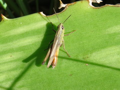 Amblytropidia australis