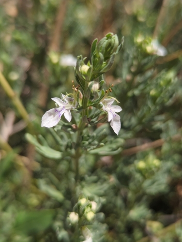 Image of Teucrium coahuilanum by (c) Alan Rockefeller, some rights reserved (CC BY)