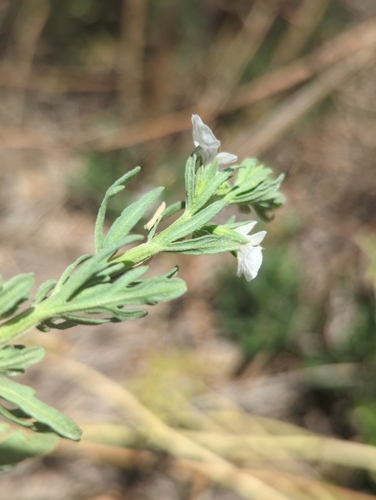Image of Teucrium coahuilanum by (c) Alan Rockefeller, some rights reserved (CC BY)