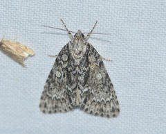 Acronicta fragilis
