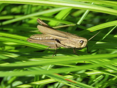 Amblytropidia australis