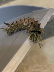 Lepidoptera