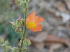 Sphaeralcea pedatifida