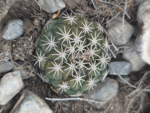 Coryphantha salinensis