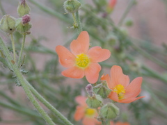 Sphaeralcea pedatifida