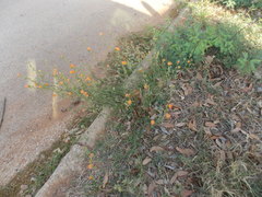 Sphaeralcea pedatifida