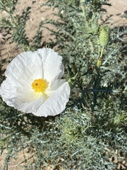 Argemone chisosensis