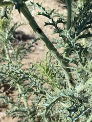 Argemone chisosensis