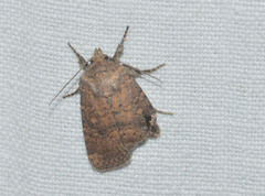 Anathix puta