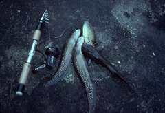 Reticulate Knifefish photo 3