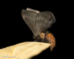 Hylesia vindex