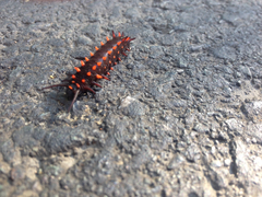 Battus philenor hirsuta