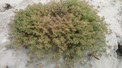 Glinus oppositifolius