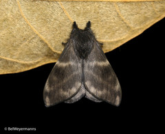 Hylesia vindex