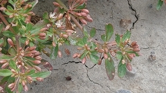 Glinus oppositifolius