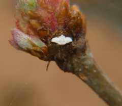 Araneus miniatus