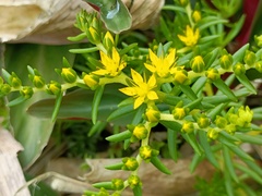Sedum mexicanum