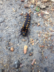 Battus philenor hirsuta