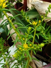 Sedum mexicanum