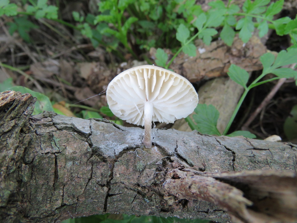 Oudemansiella platensis