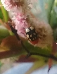 Cryptocephalus luteosignatus