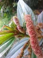 Cryptocephalus luteosignatus