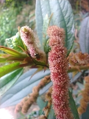 Cryptocephalus luteosignatus