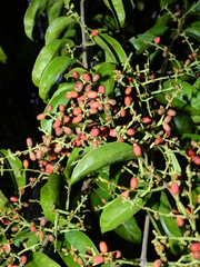 Passovia pedunculata