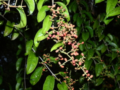 Passovia pedunculata