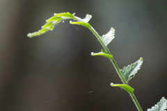 Microlepia marginata