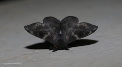 Hylesia vindex