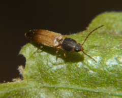 Dolerosomus silaceus
