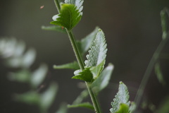 Microlepia marginata