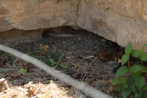 Mexican Whiptail, Aspidoscelis mexicanus