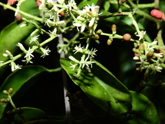 Passovia pedunculata