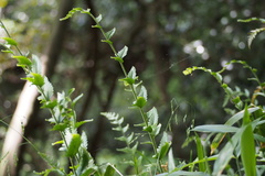 Microlepia marginata