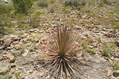 Agave striata