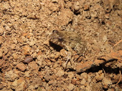 Leptodactylus leptodactyloides