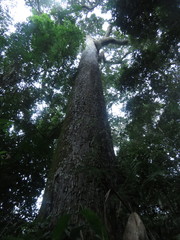 Bertholletia excelsa