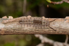 Dasychira atrivenosa