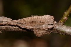 Dasychira atrivenosa