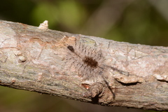 Dasychira atrivenosa