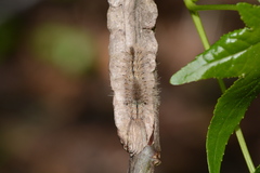 Dasychira atrivenosa